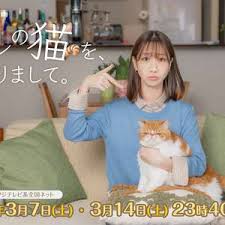 我收留了前男友的猫